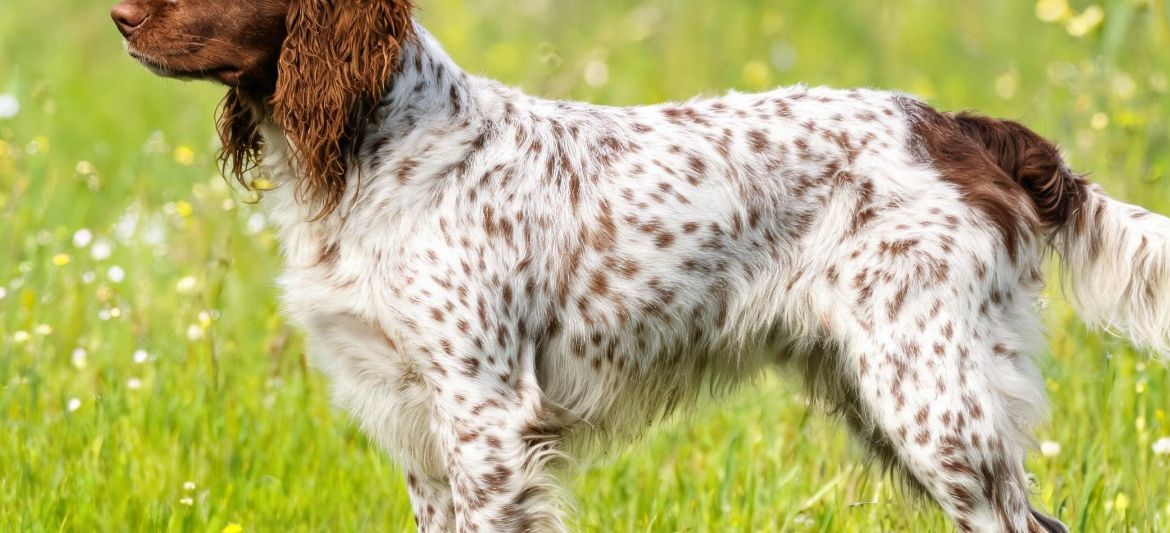 Münsterländer Pequeño dog breed