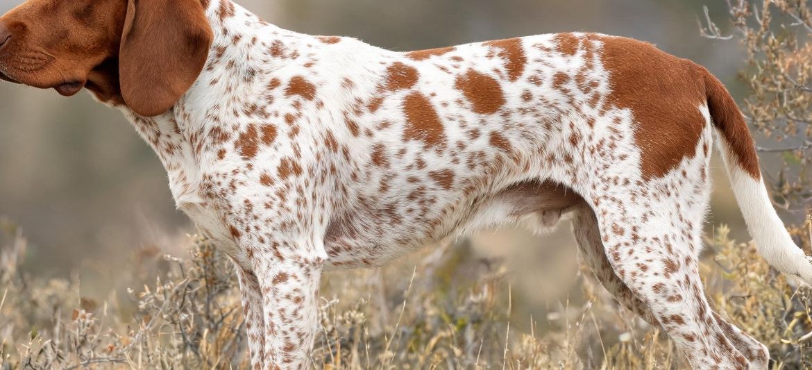 Burgos Pointer white liver roan Spanish pointer
