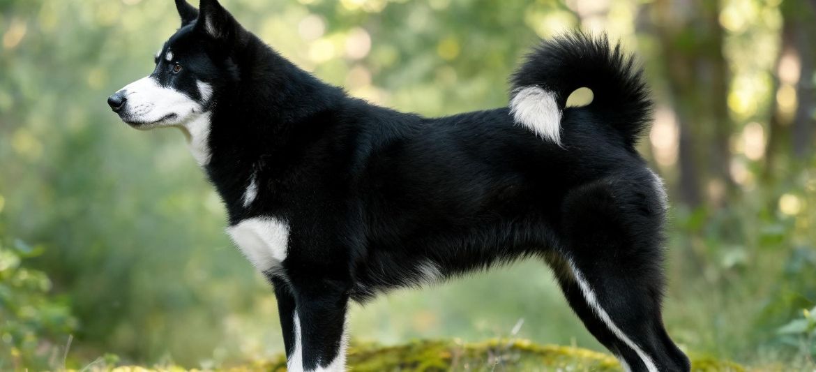 Perro de Osos de Carelia dog breed
