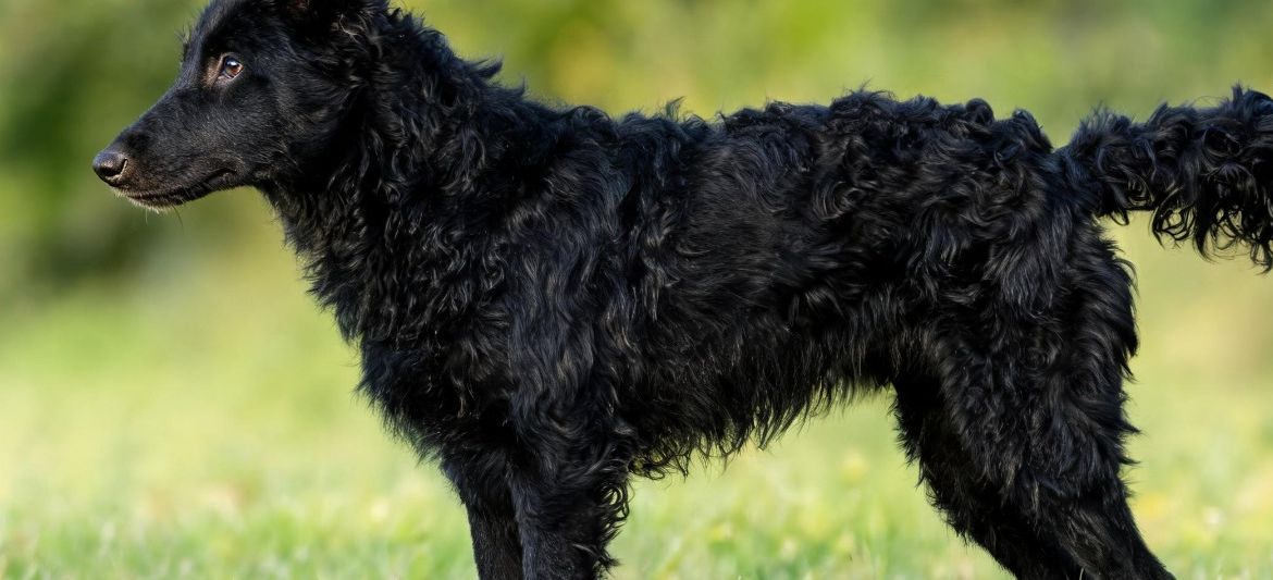 Perro Pastor Croata dog breed