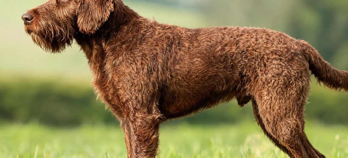 Pudelpointer solid brown wirehaired pointer