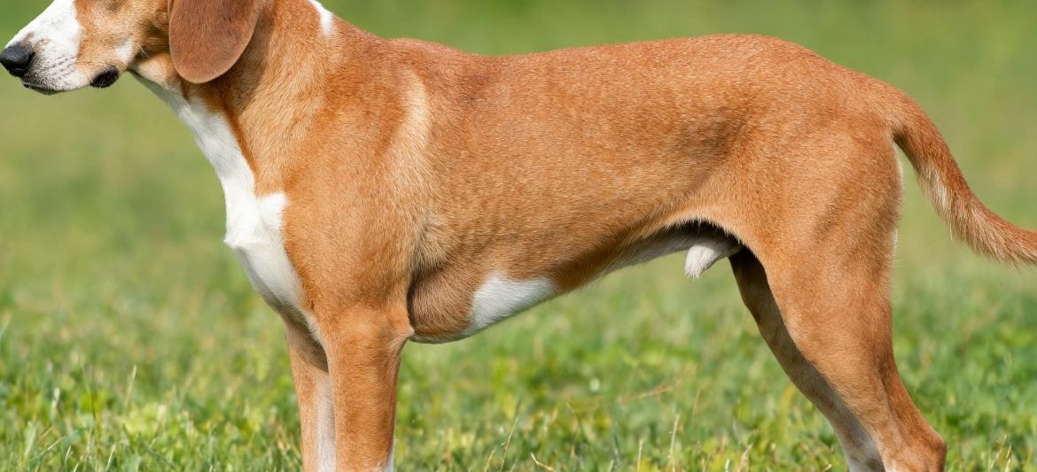 Sabueso de Posavac dog breed
