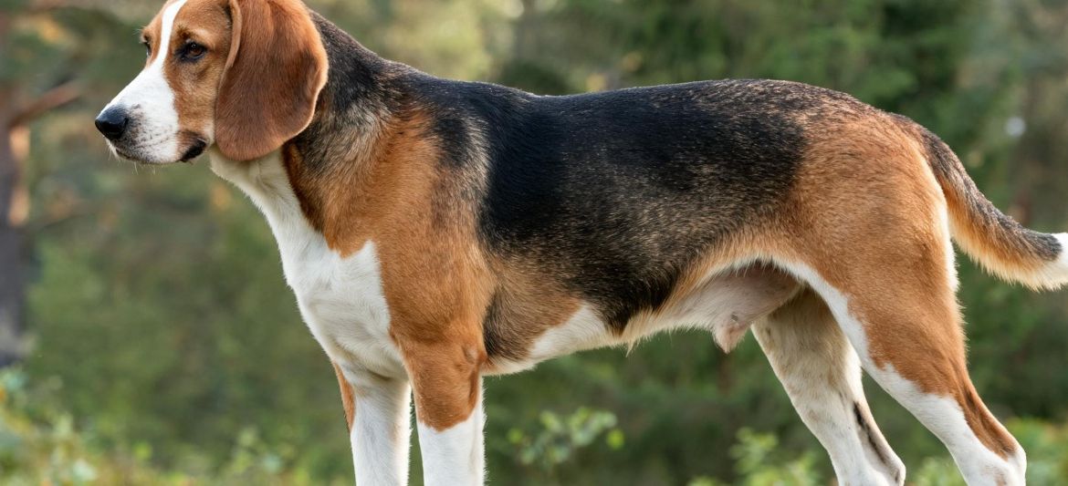 Finnish Hound tricolour black saddle white markings scenthound