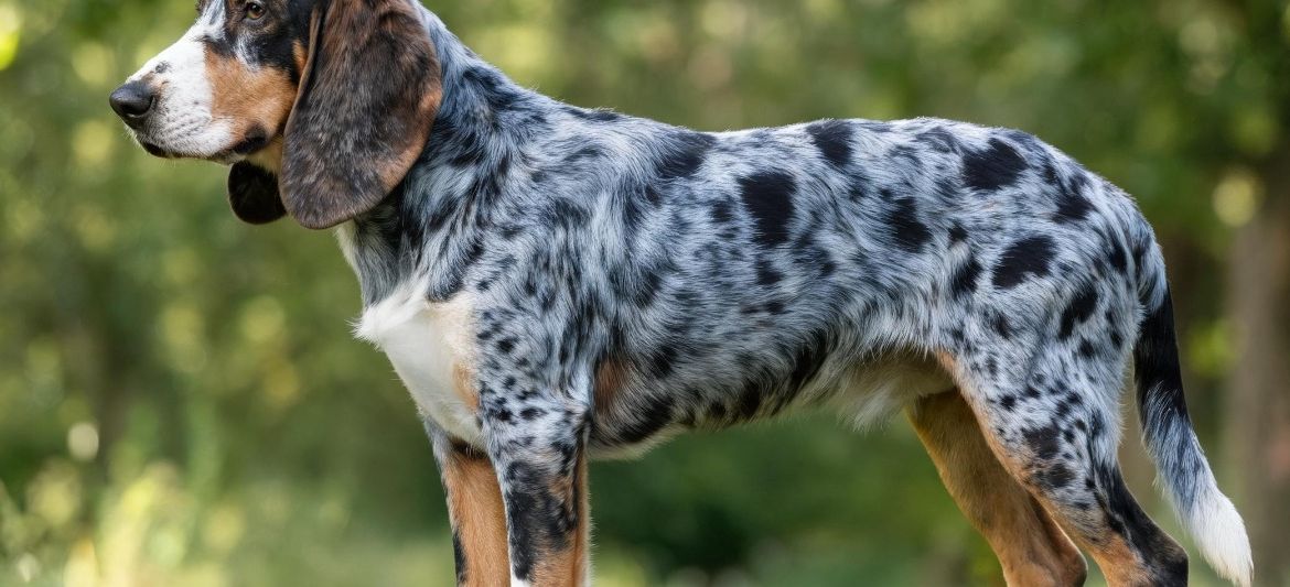 Dunker Norwegian Hound blue marbled merle tan white scenthound