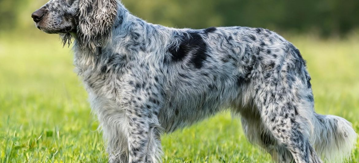 Spaniel Azul de Picardía dog breed