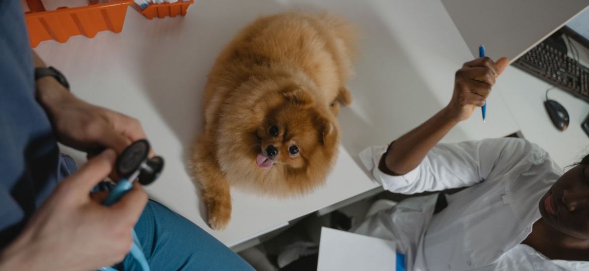 vaccination - Petplan