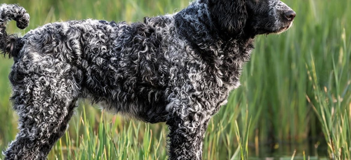 Wetterhoun dog breed