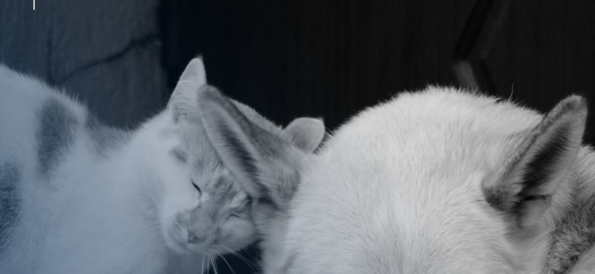 Perro y gato adoptados en España, identificados con microchip y asegurados