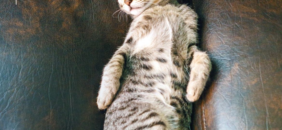 Gato tumbado y relajado sobre un sofá de piel