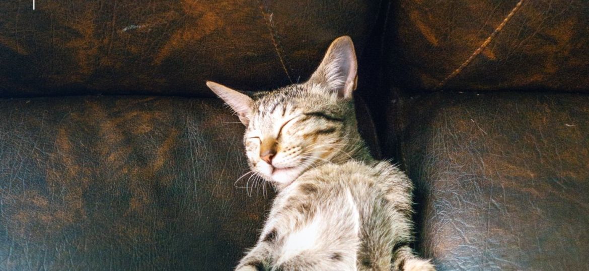 Gato tumbado y relajado sobre un sofá de piel