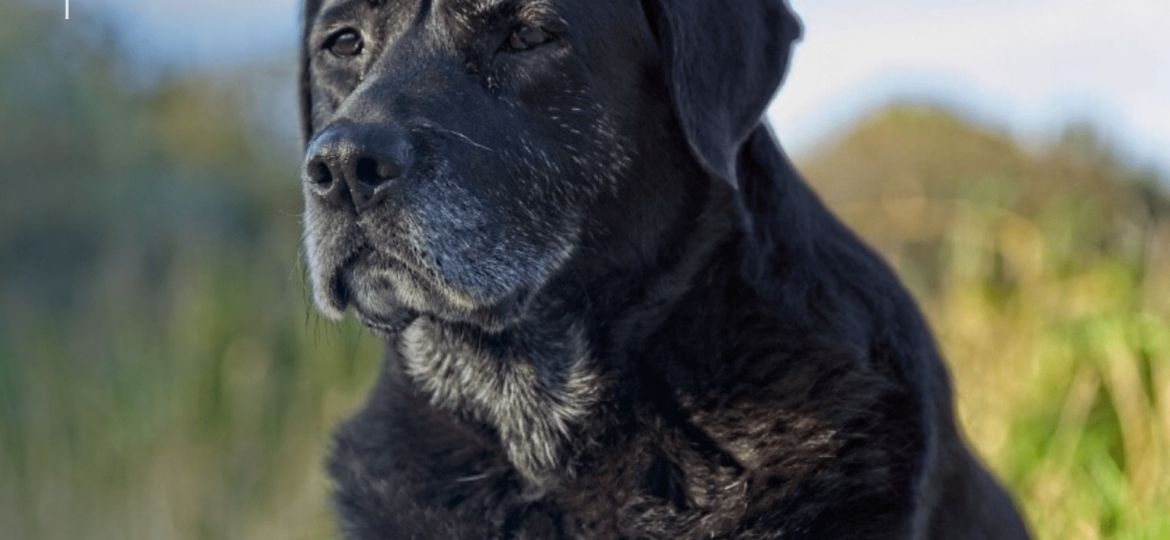 Perro senior en España cubierto por un seguro veterinario