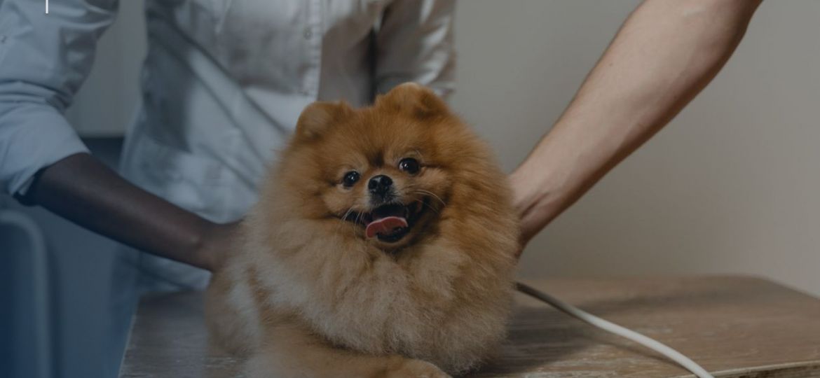 Factura veterinaria en España y cobertura del seguro de mascotas