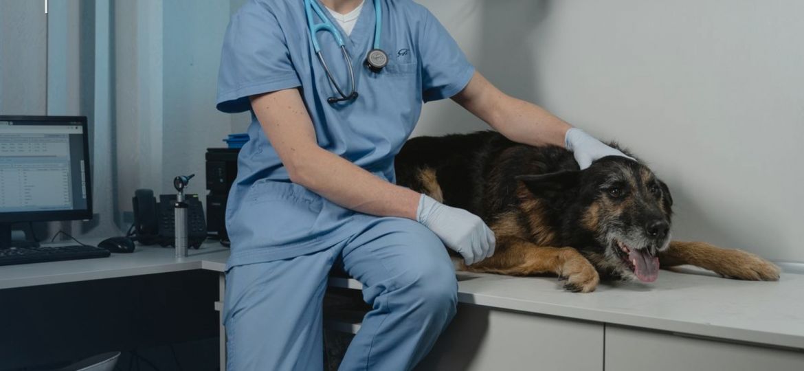 Veterinario junto a un perro tumbado en la mesa de consulta