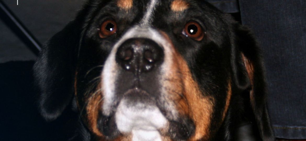 Primer plano de un perro boyero mirando a la cámara
