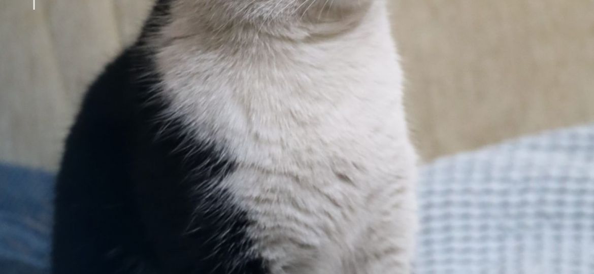 Gato blanco y negro sentado sobre una cama en un piso
