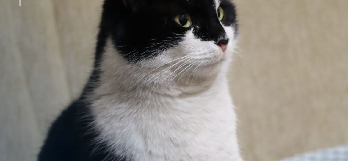 Gato blanco y negro sentado sobre una cama en un piso