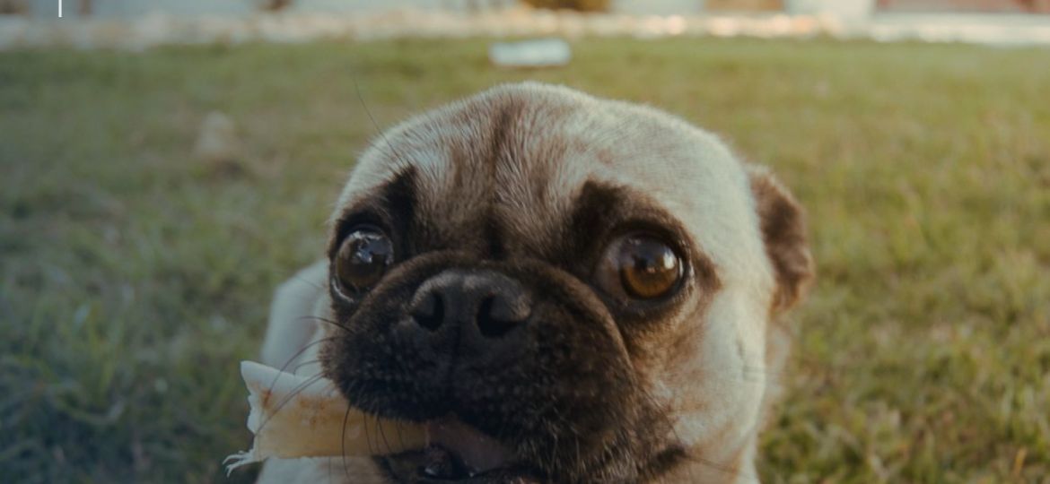 Perro en España protegido frente a la leishmaniosis, con cobertura del seguro veterinario