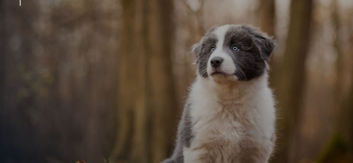 Cachorro solo en un bosque mirando a la cámara