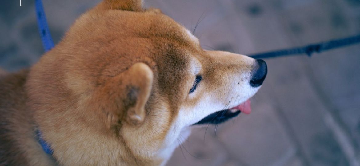 Perro atento en una terraza soleada