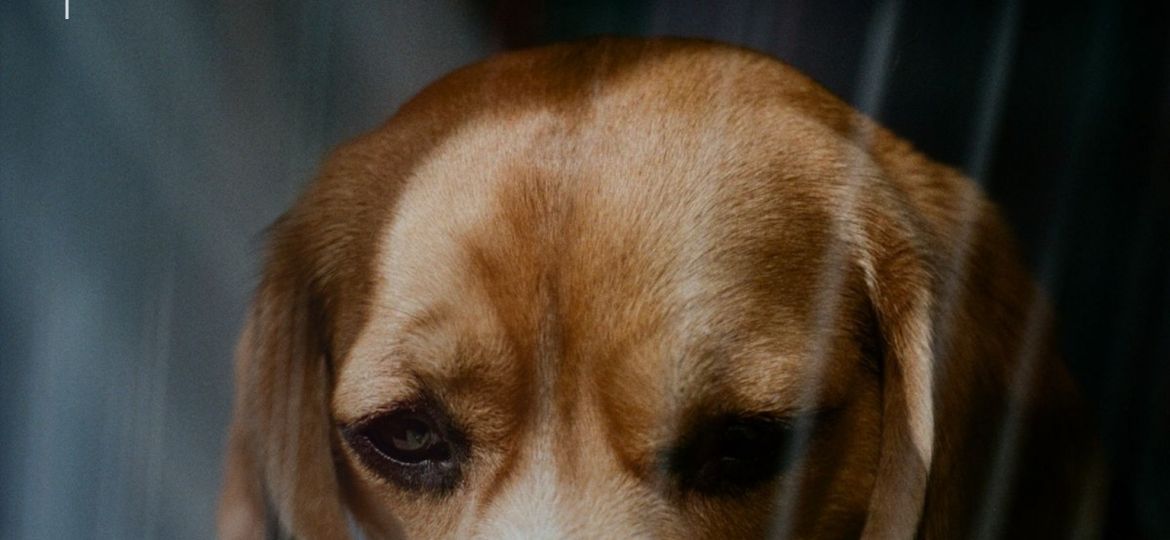Perro asustado escondido en casa