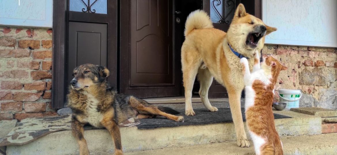 Dos perros y un gato en el portal de una casa
