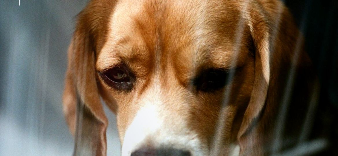 Perro beagle asustado y encogido dentro de casa