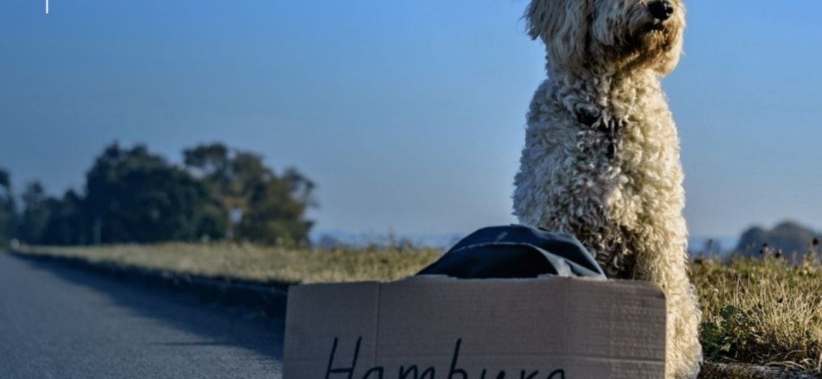 Perro preparado para viajar en avión entre España y Europa con su pasaporte europeo