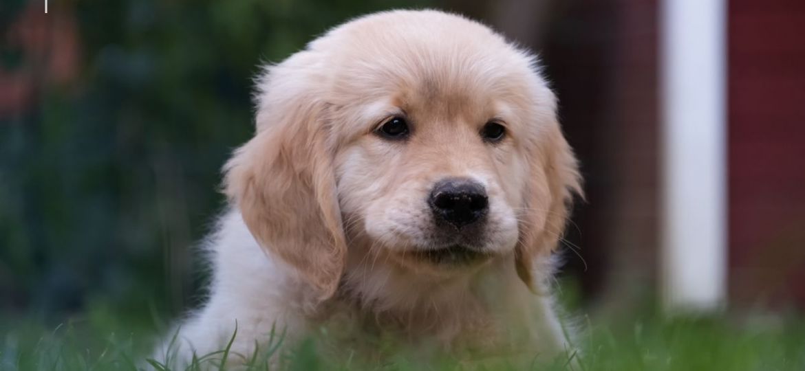 Cachorro de golden retriever tumbado en la hierba