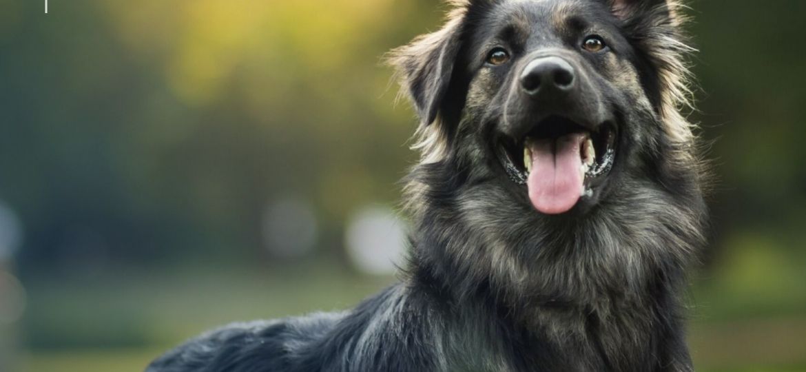 Perro en consulta veterinaria: qué no cubre el seguro de mascotas en España
