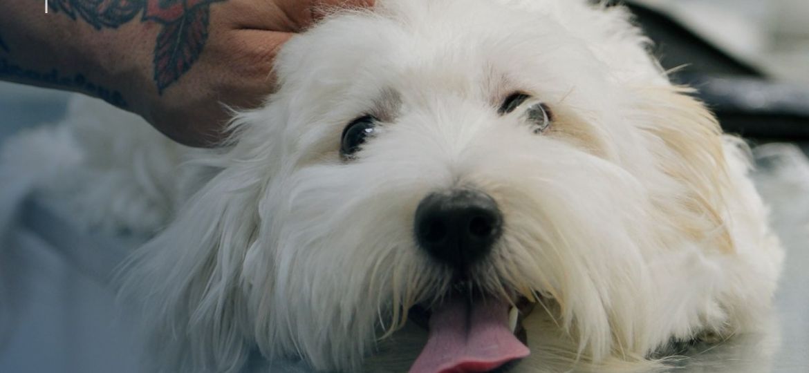 Perro sobre la mesa de consulta mientras el veterinario lo acaricia