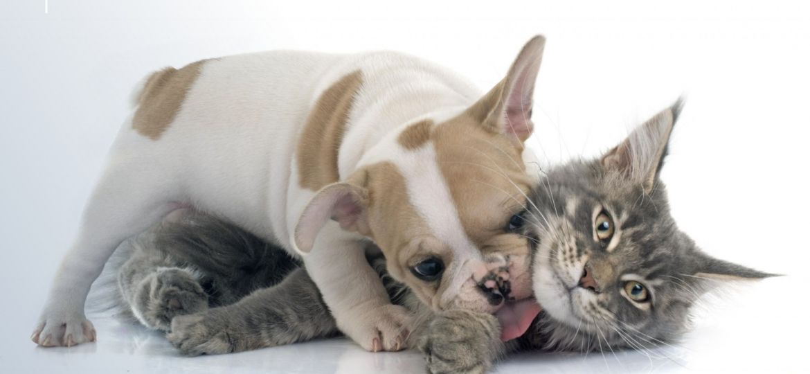 Cachorro y gatito descansando juntos