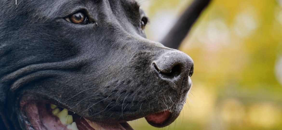 Perro paseando en España cuyo dueño cuenta con seguro de responsabilidad civil