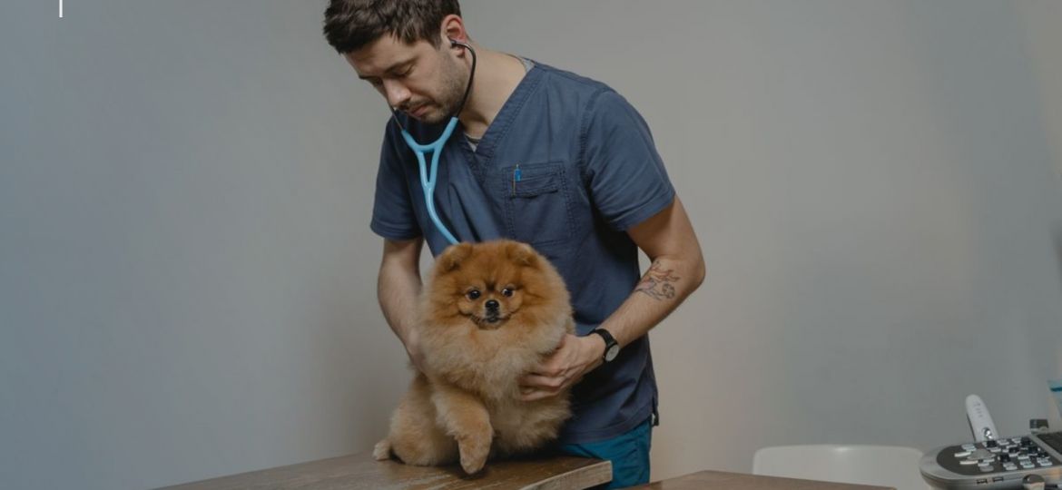 Veterinario explorando a un perro pequeño sobre una mesa de madera