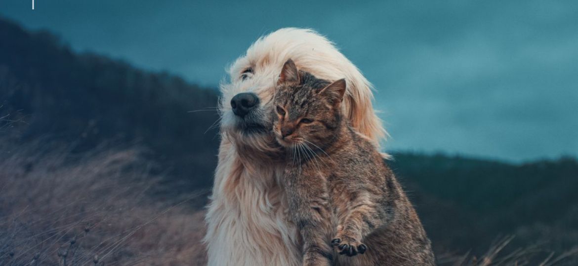 Perro y gato juntos al aire libre: asegurar a varias mascotas en el mismo hogar