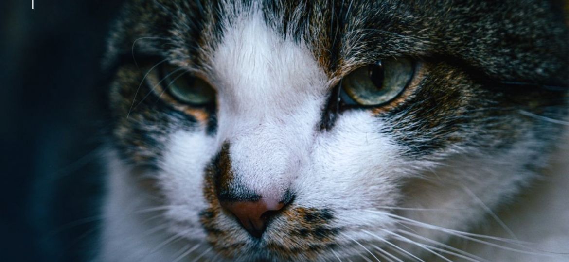 Primer plano del rostro de un gato atigrado mirando a la cámara