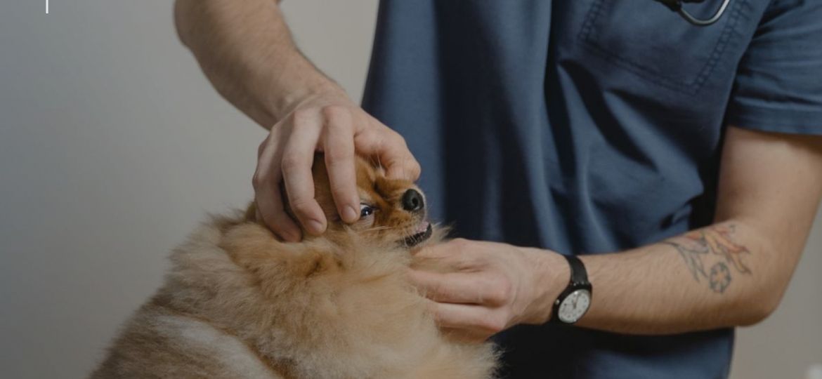 Veterinario explorando a un perro pequeño sobre la mesa de consulta