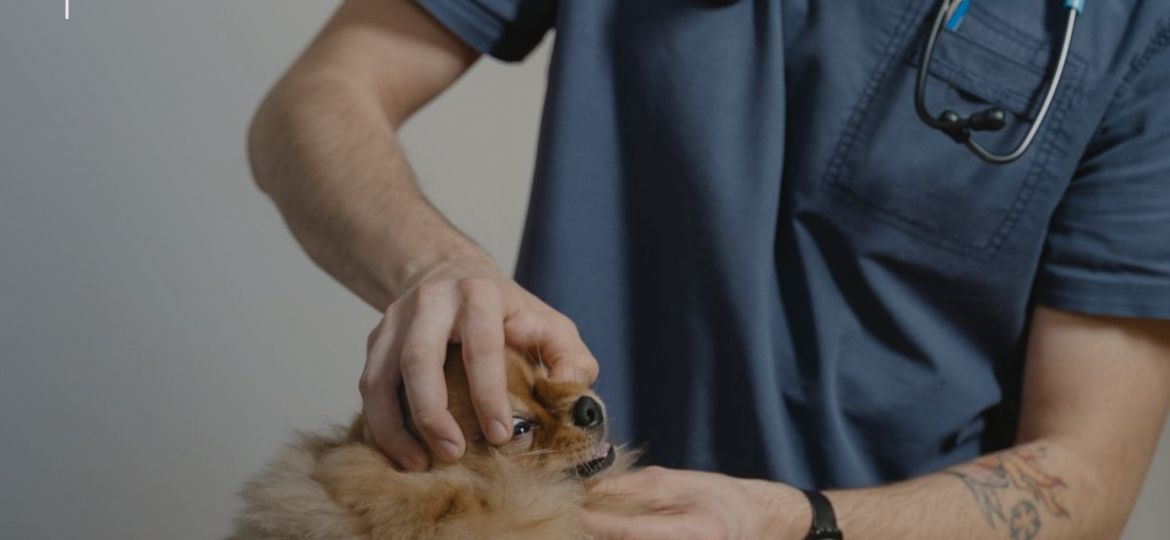 Veterinario explorando a un perro pequeño sobre la mesa de consulta