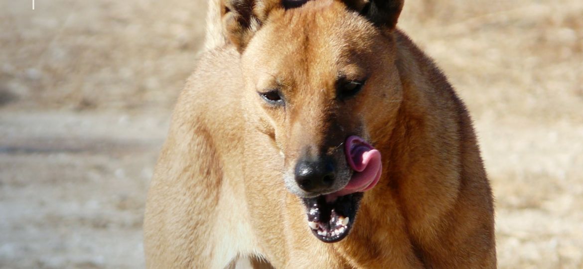 Perro jadeando al sol en un camino de tierra durante el verano español