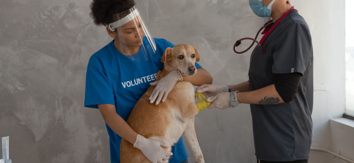 Veterinario y voluntaria colocando un vendaje en la pata delantera de un perro sobre la mesa de una clínica veterinaria
