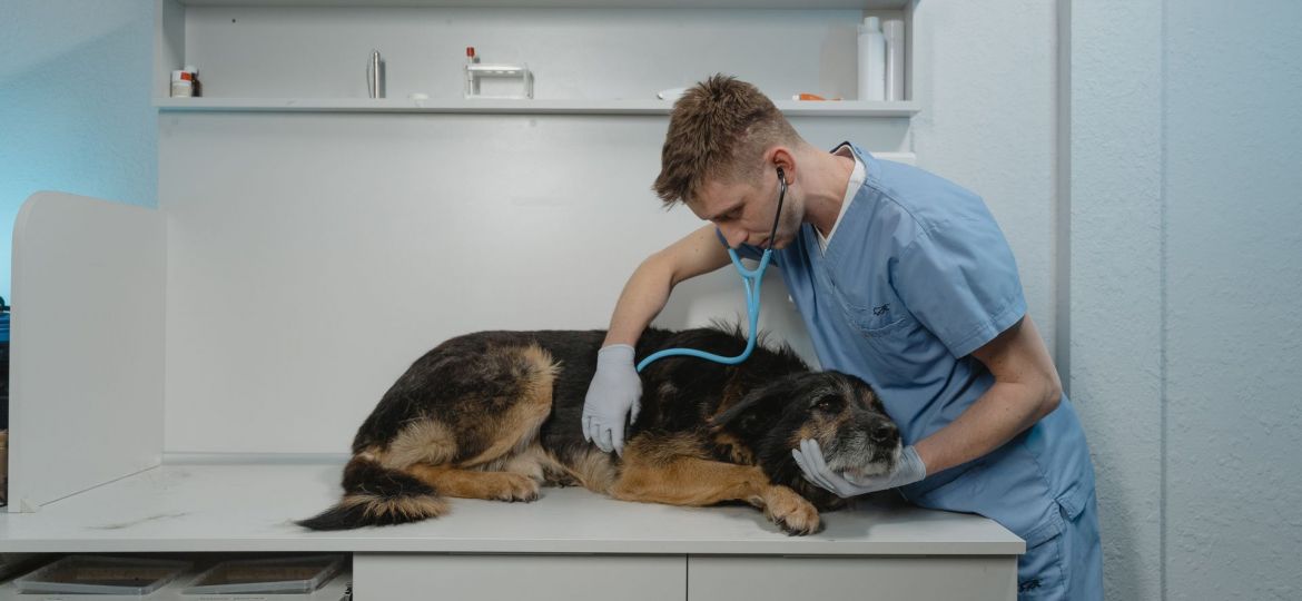 Veterinario con uniforme azul auscultando con fonendoscopio a un perro tumbado en la mesa de una clínica veterinaria