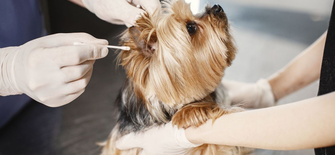 Veterinario revisando y limpiando el oído de un perro pequeño en consulta