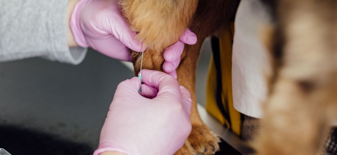 Veterinaria extrayendo una muestra de sangre de la pata de un perro