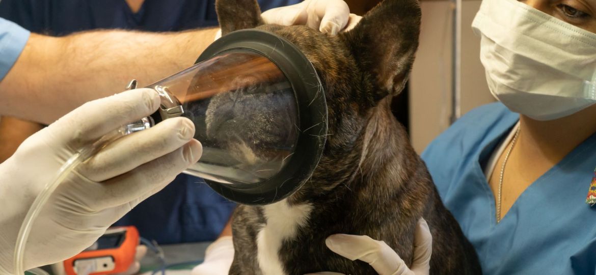 Bulldog francés recibiendo anestesia con mascarilla en el veterinario