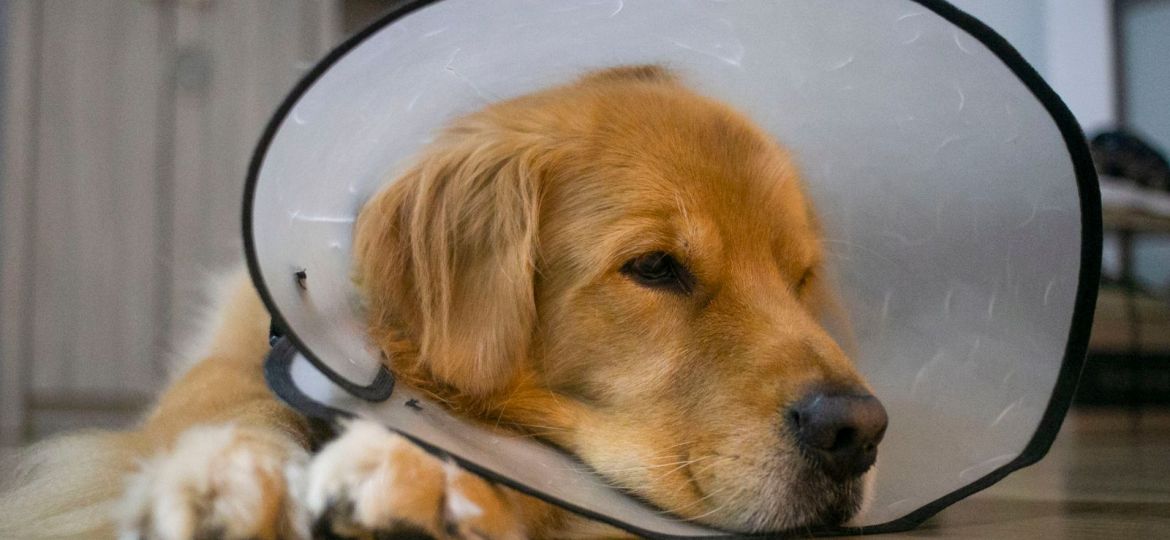Golden retriever con collar isabelino recuperándose tras una operación
