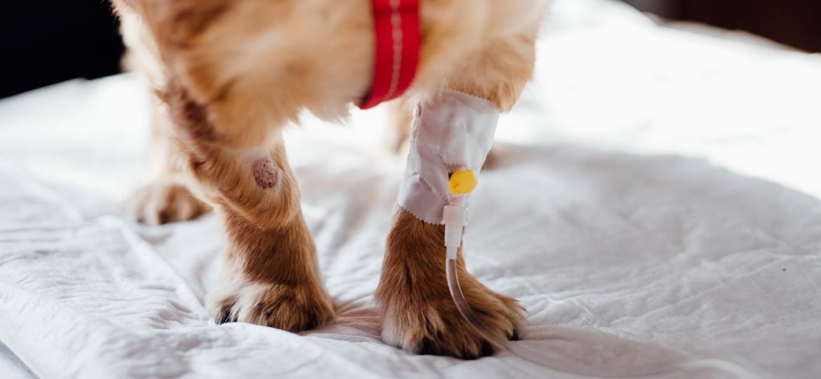 Perro hospitalizado con una vía intravenosa en la pata