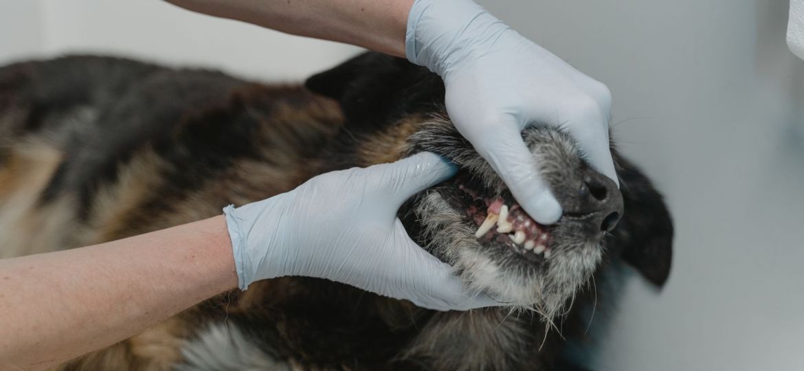 Veterinario revisando los dientes de un perro