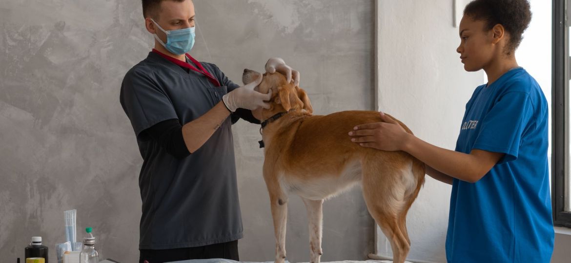 Dos veterinarios explorando a un perro sobre la mesa de la clínica
