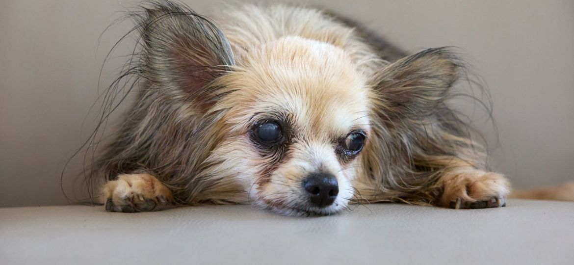 Chihuahua mayor con los ojos opacos por cataratas