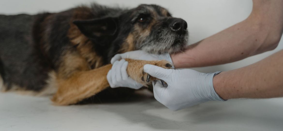 Veterinario explorando la pata de un perro pastor