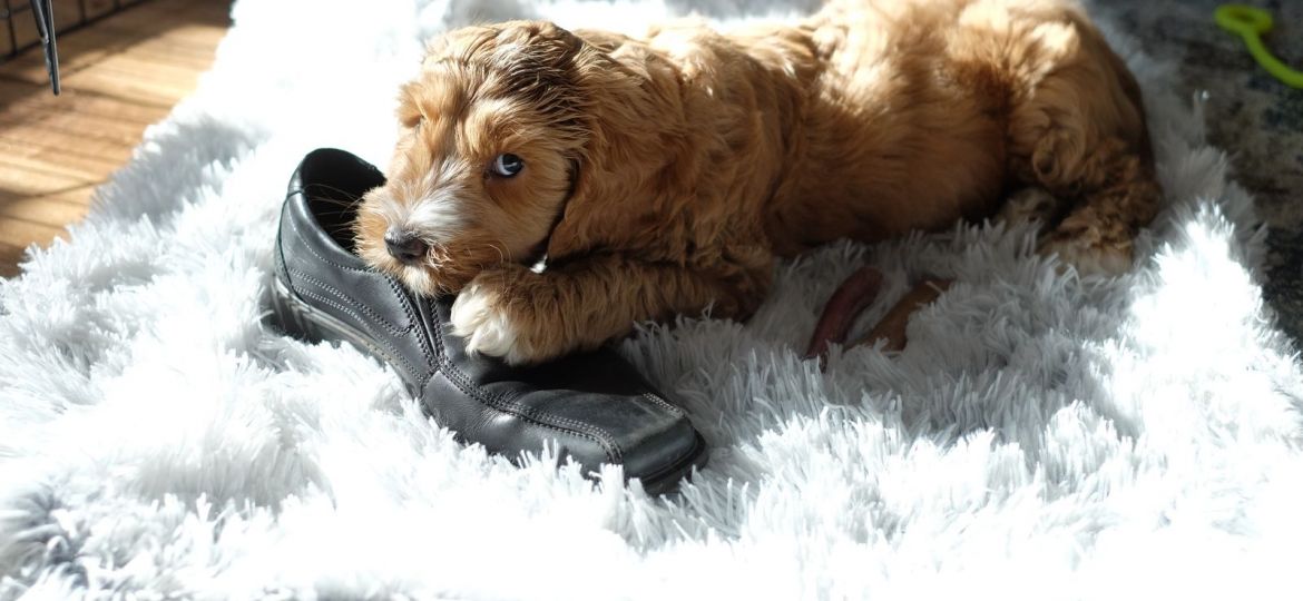 Cachorro mordiendo un zapato